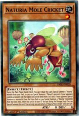 Naturia Mole Cricket - DABL-EN020 - Common 1st Edition